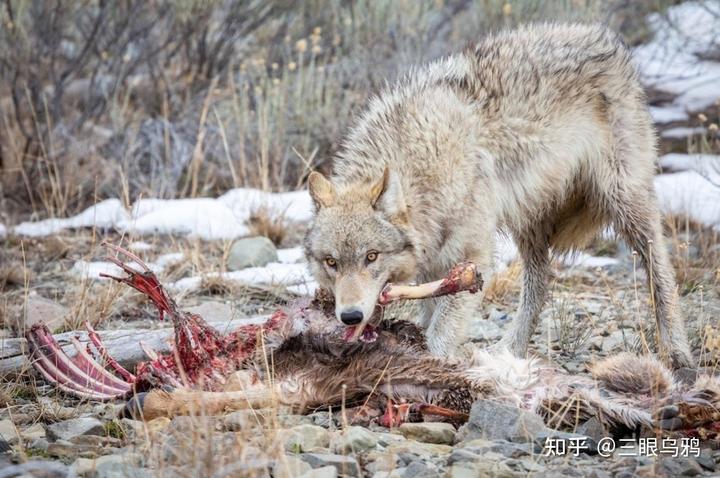 如果将 20 只狼和 500 只鹿放进同一孤岛，最后谁能活下来？