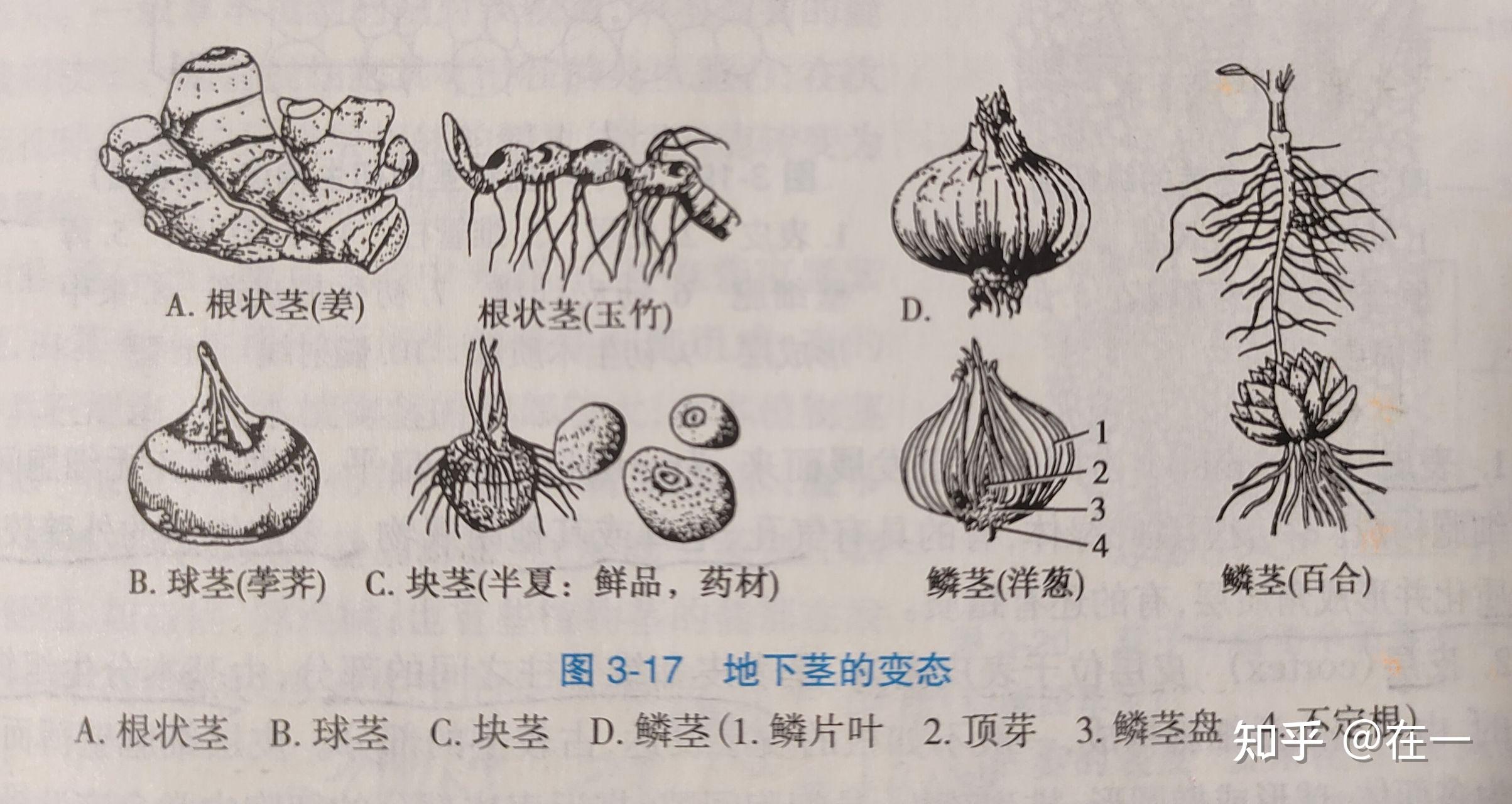 洋葱根茎叶示意图图片