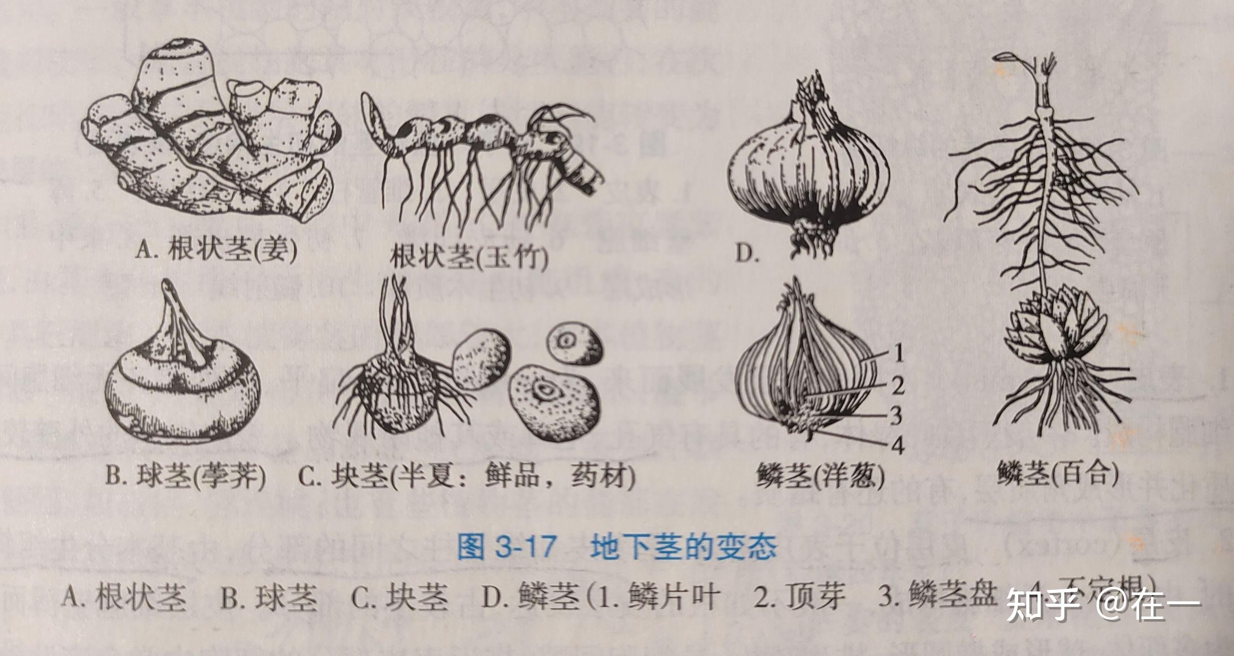 吃的洋葱上面一层一层剥开的是什么器官?