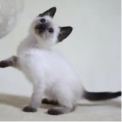 逻辑猫是什么品种来的,这名字有什么由头不? - 知乎