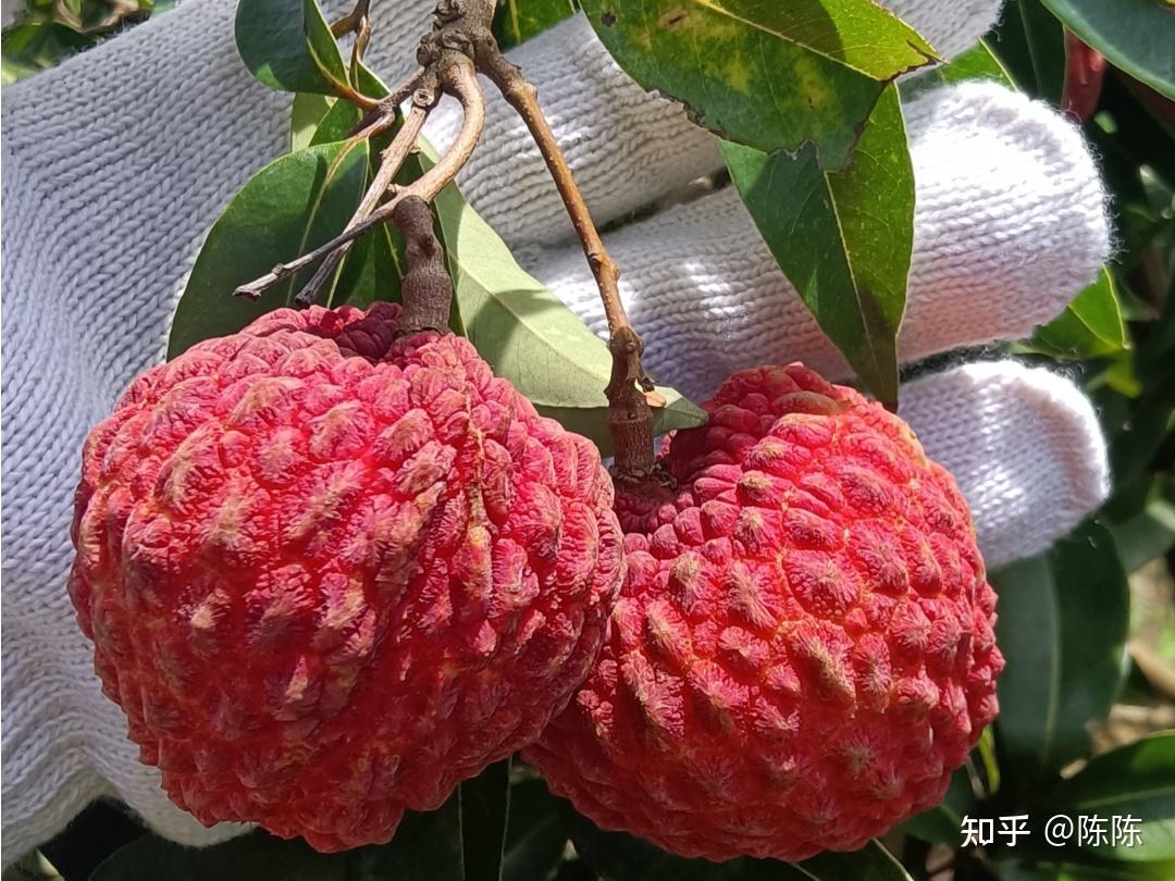 一个鲜为人知的荔枝品种! - 知乎