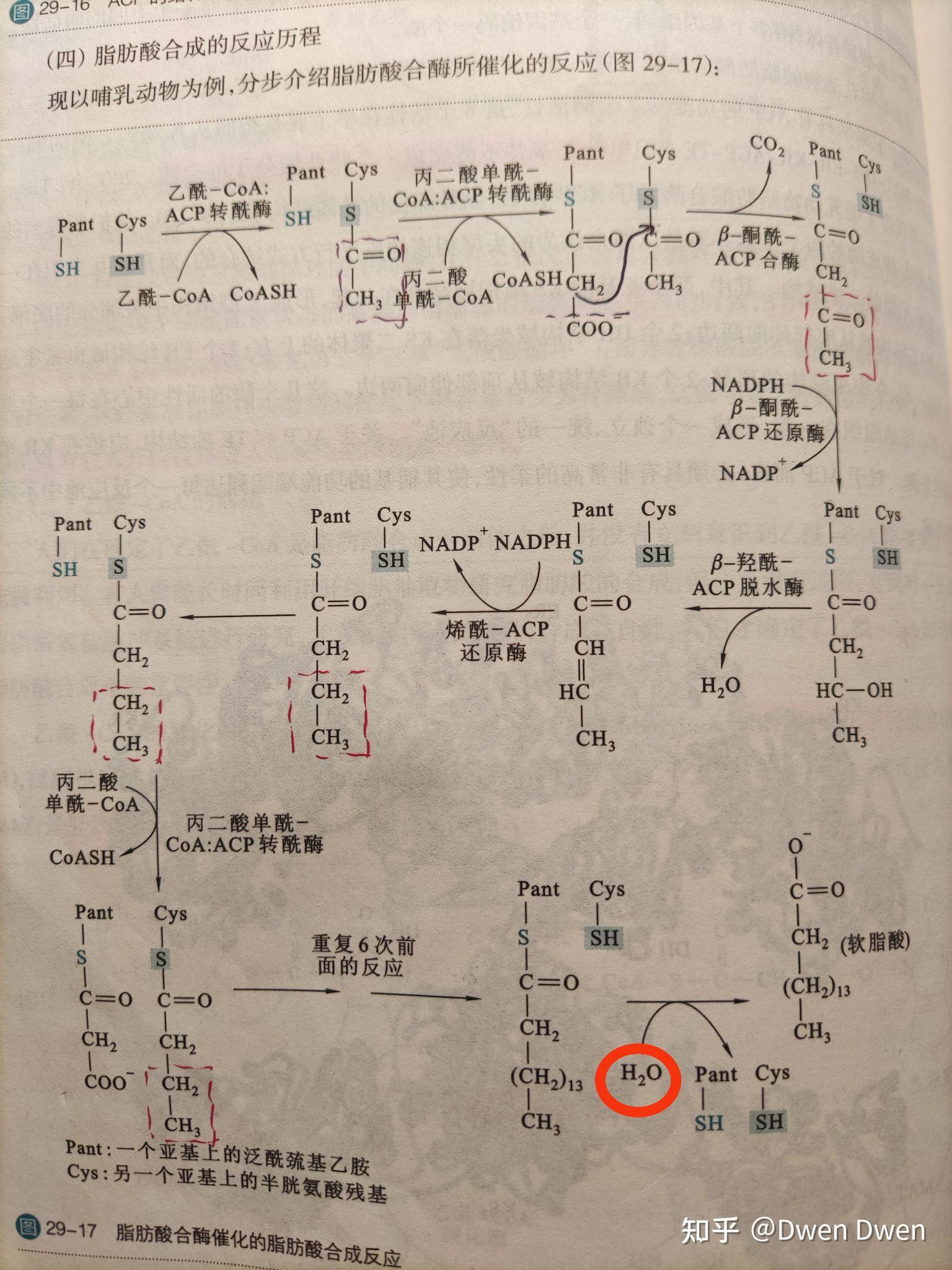 软脂酸合成为什么七次循环却只生成6分子水
