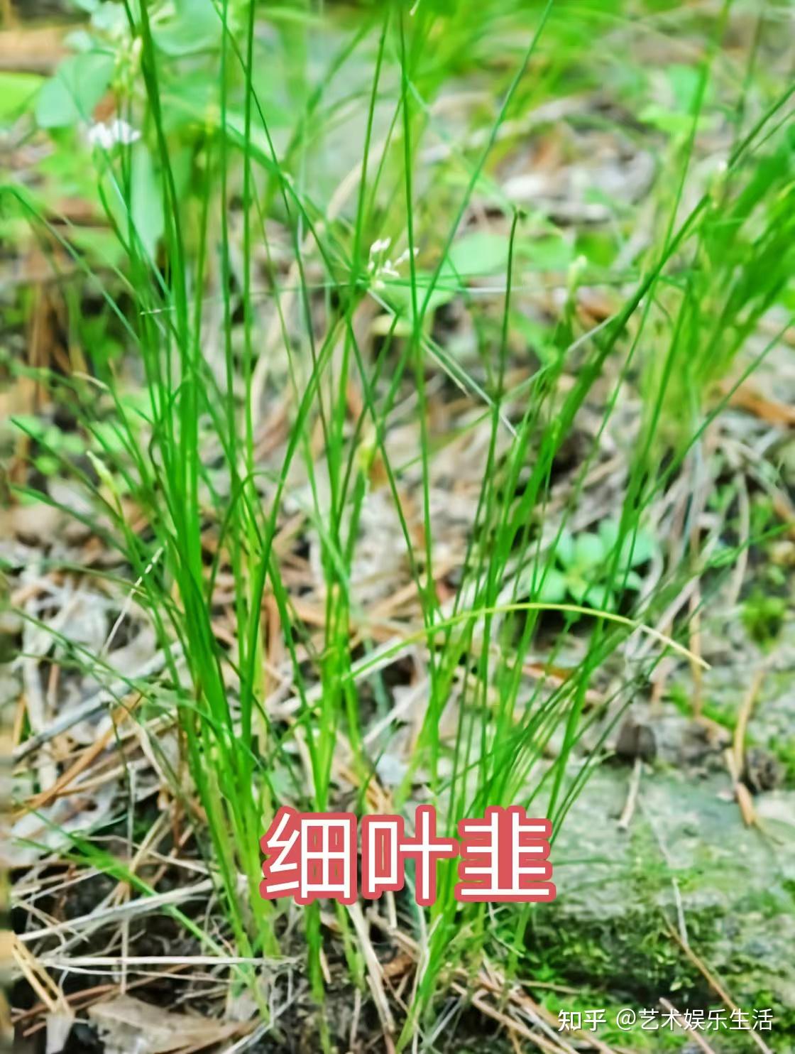 36种葱属的植物,常吃的葱蒜韭菜都是葱属植物 - 知乎