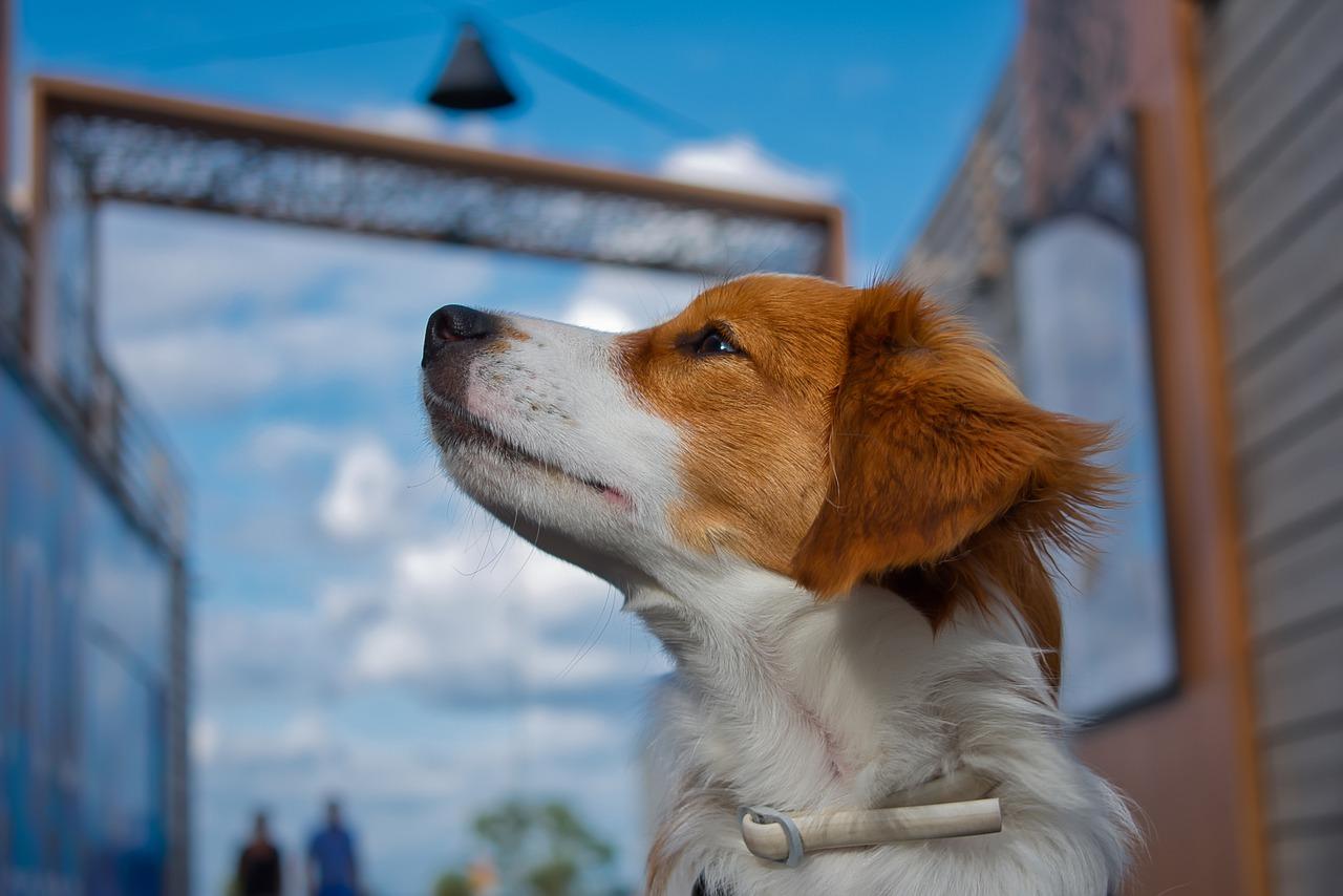 远郊别墅宜居否？