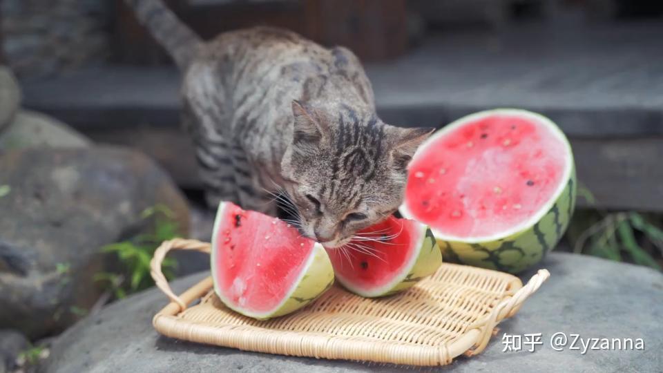 拉格多尔猫图片