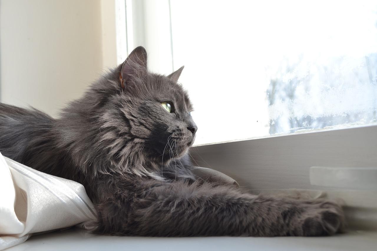 3. 灰虫生活习性