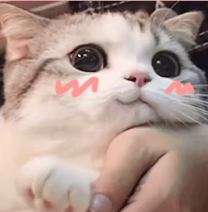 有没有比较可爱的表情包