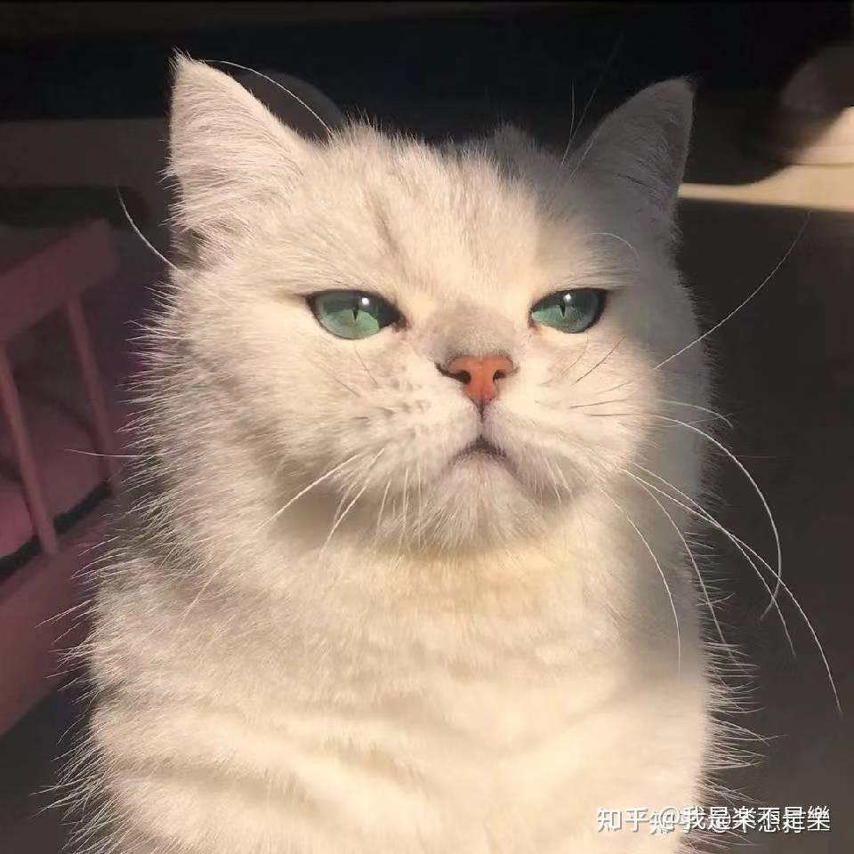 有没有类似于这种的一个猫猫头像白色的我记得色调是绿色