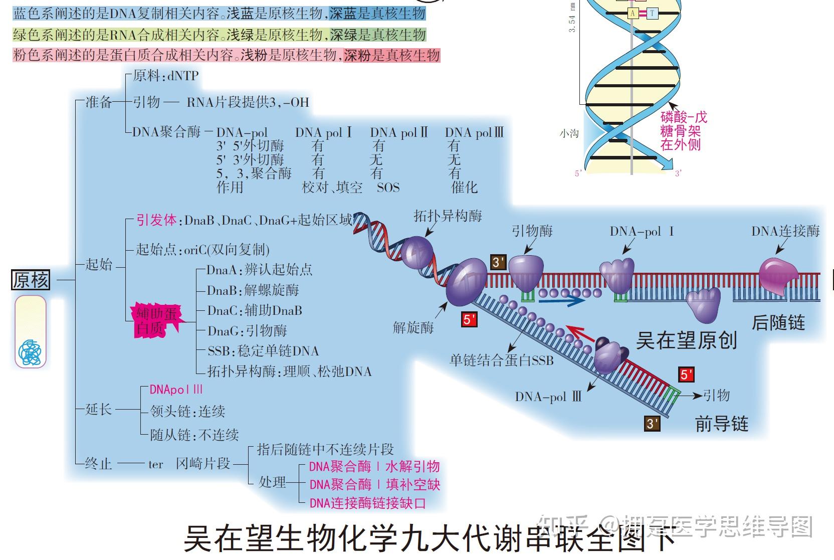 环状双链dna复制图解图片