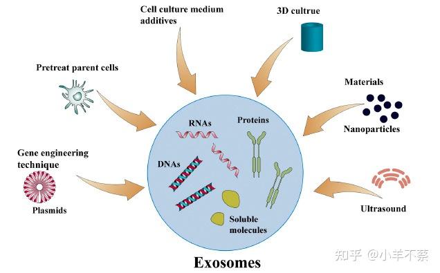 探讨悬浮细胞293F量产外泌体的最佳方法 - 知乎