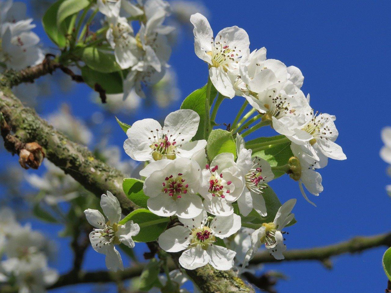 4. 杏树市场行情