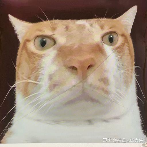如何看待b站微信等社交账号涌现大量猫猫头? - 知乎