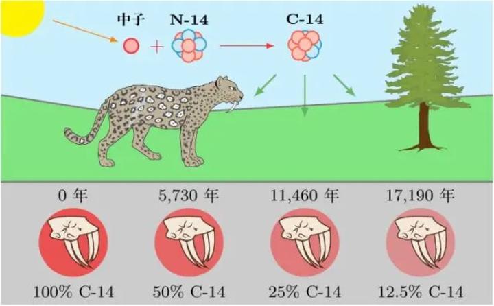 科学家是如何知道化石年代和地球年龄？得益于一项革命性发明- 知乎