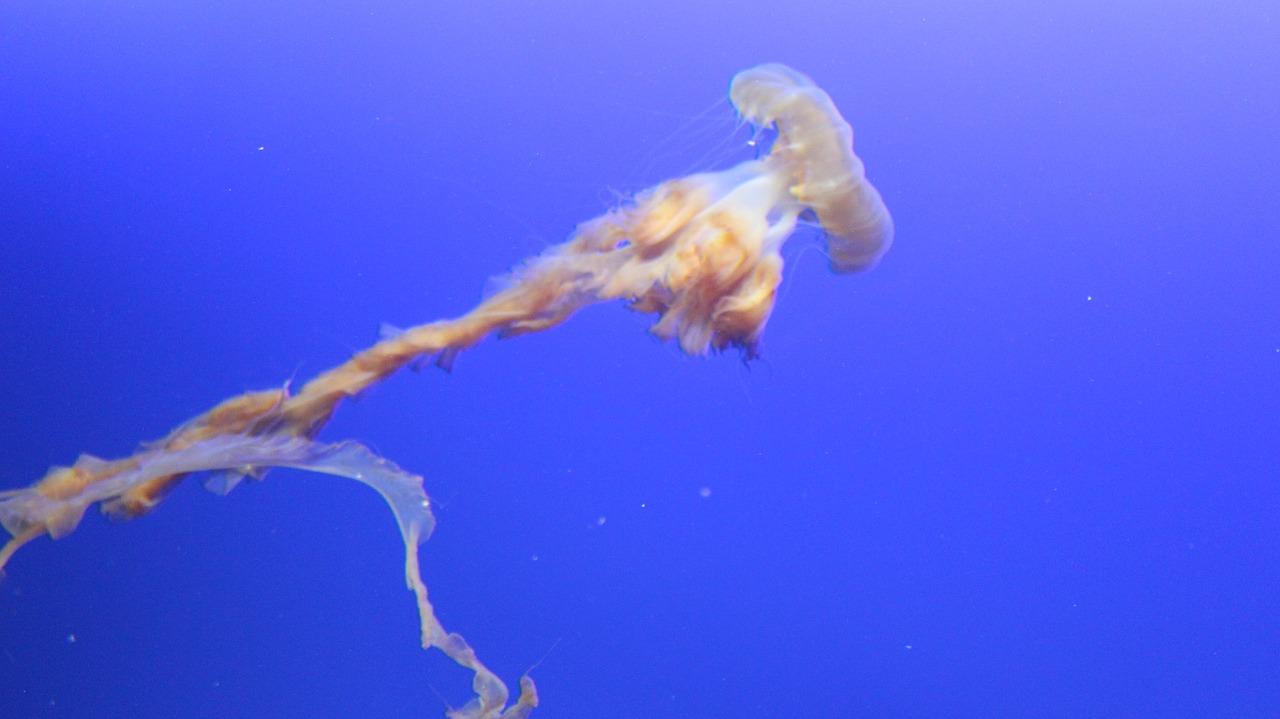 圣淘沙花城怎么样