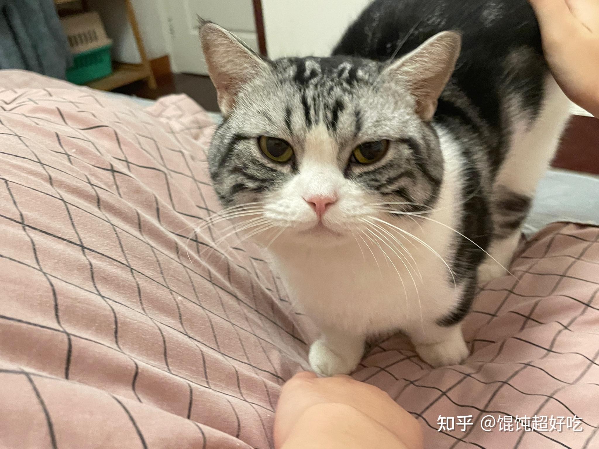 虎斑猫杂交图片