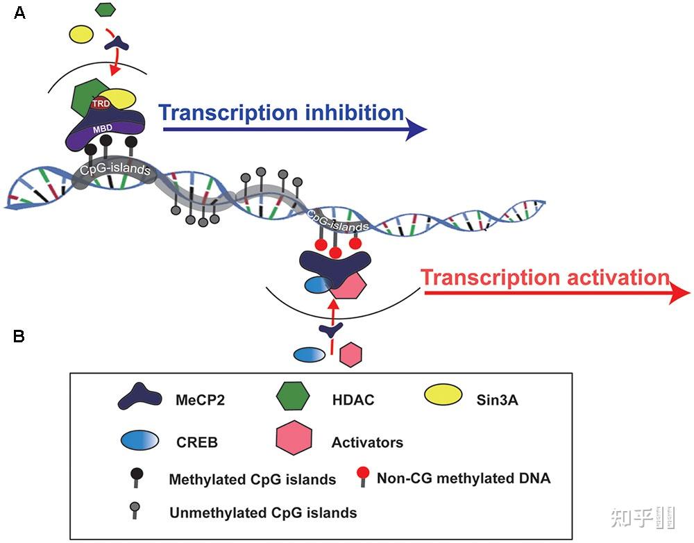 DNA甲基化mRNA 转录是如何受影响的? - 知乎