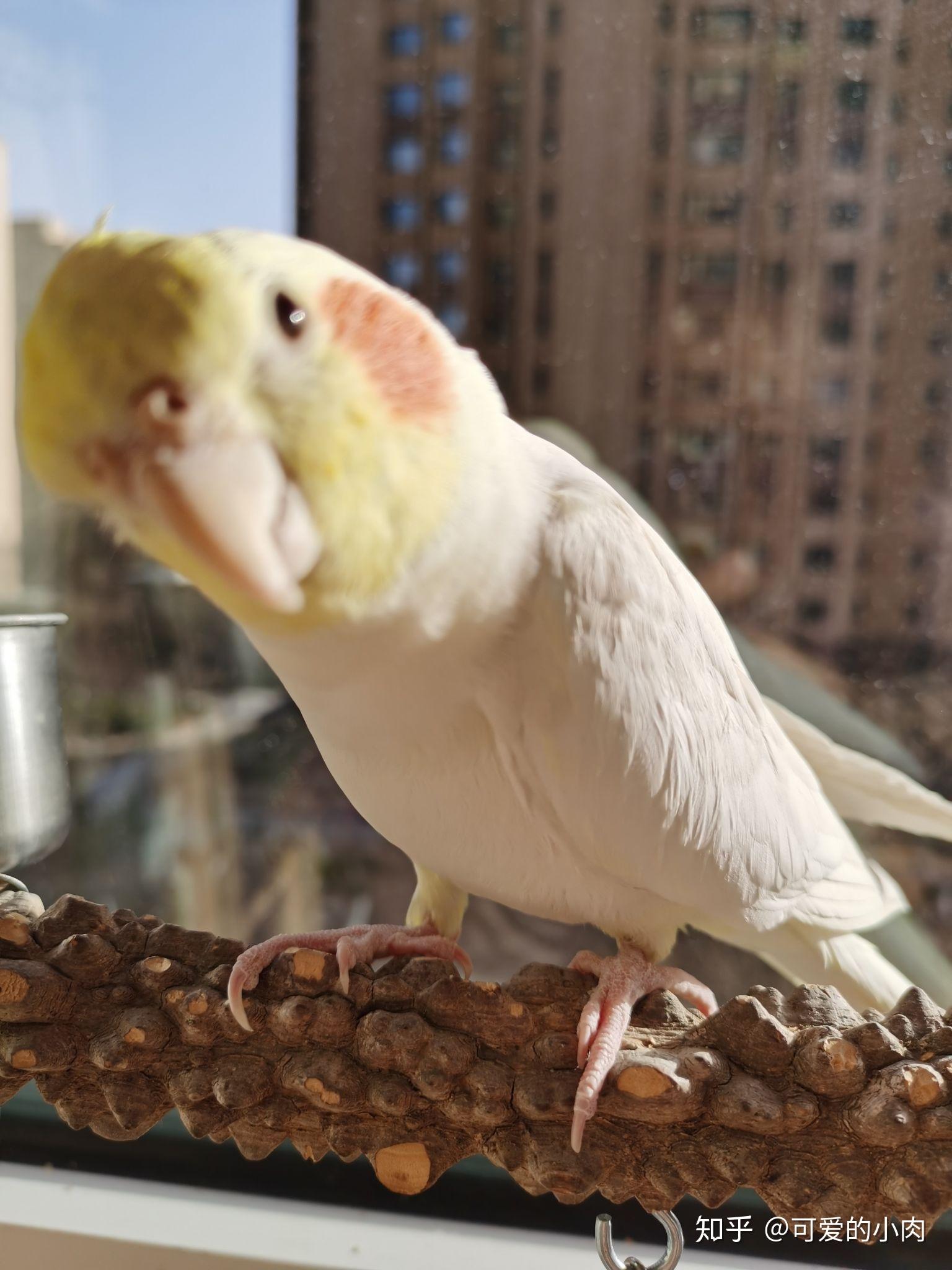 没养过鹦鹉想给妈妈买只黄化玄凤鹦鹉尽量少麻烦的那种请问大佬们有