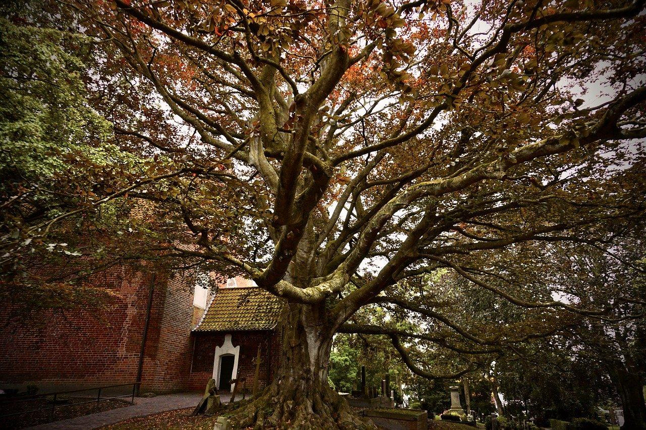 墓地栽什么树最好