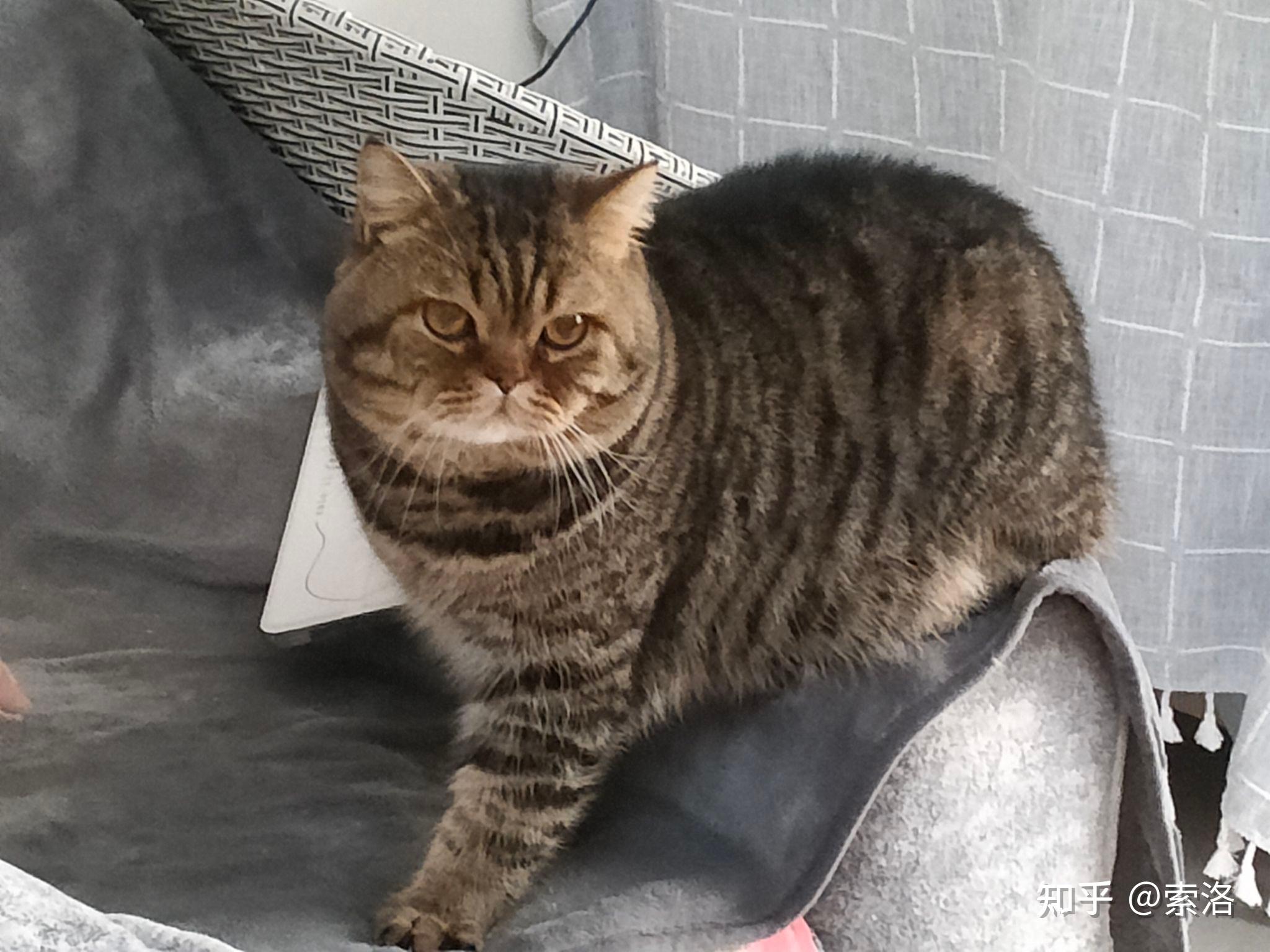 网上买了一只英短金虎斑猫,大家帮我看看是不是狸花猫? - 知乎