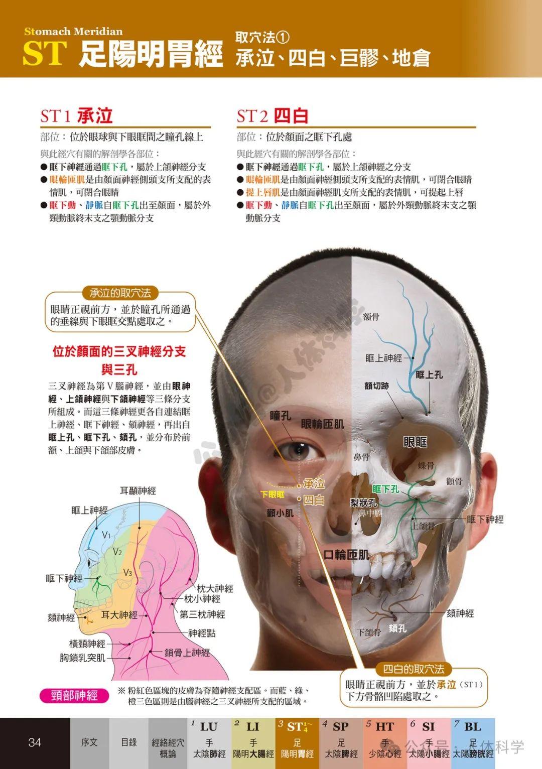 【经穴科学】中医解剖学全身穴位高清图集② - 知乎