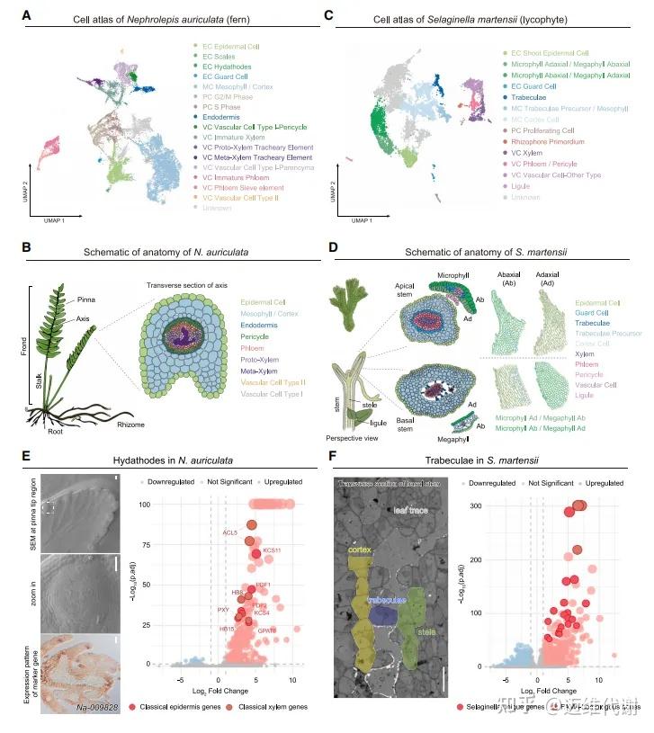 Cell | 中科院王佳伟团队绘制首个维管植物单细胞图谱 - 知乎