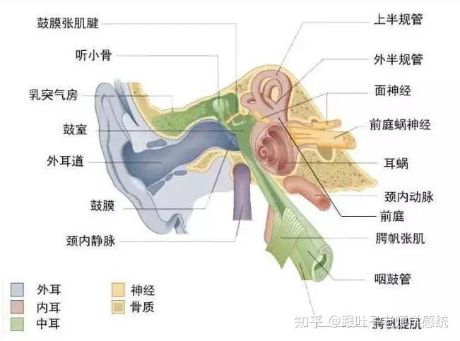 前庭沟位置图片