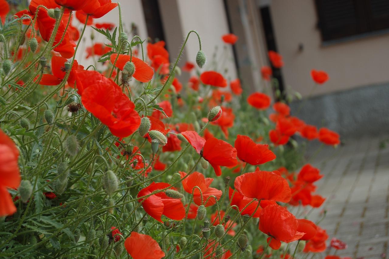 3. 罂粟花生长环境