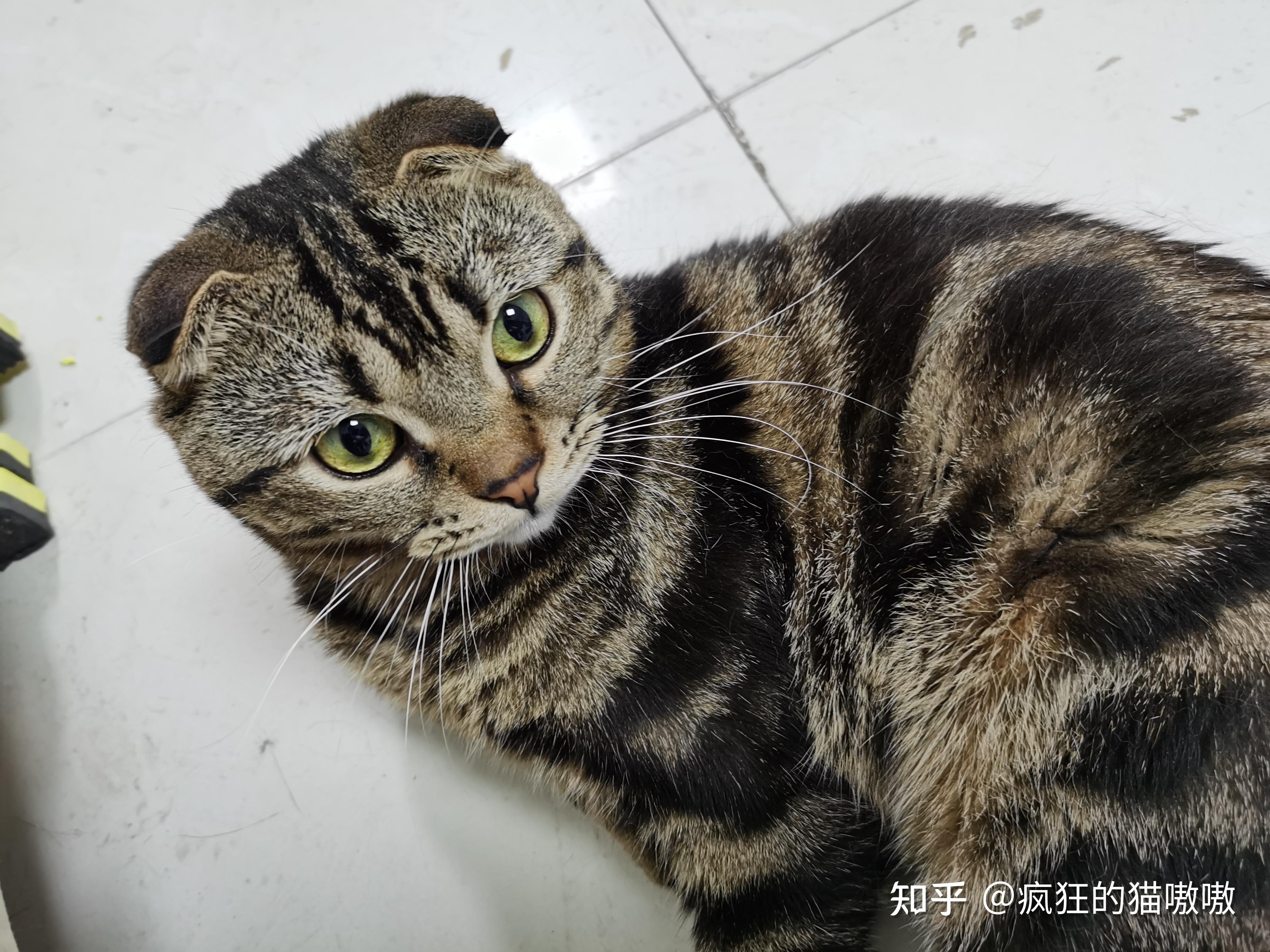 我家的狸花猫是不是折耳猫? - 知乎