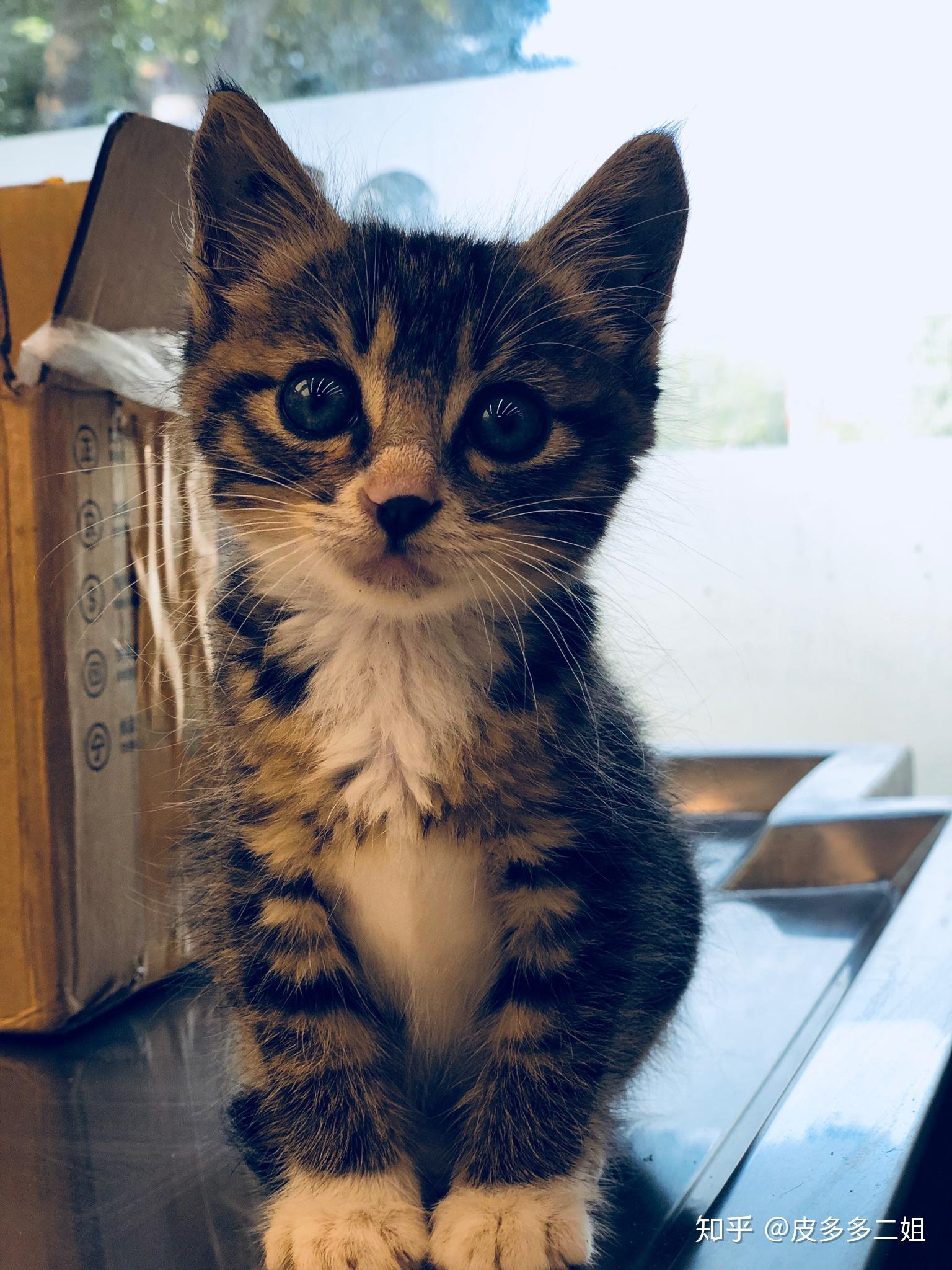 世界上最小最萌的猫咪图片