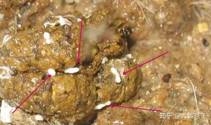 猫便便里有米粒状的虫子怎么办?