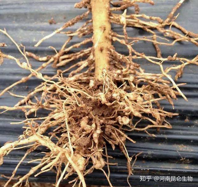 土豆根结线虫病怎么防治？马铃薯根线虫用什么药能杀掉？土豆治根结线虫好的药物线翘翘！ - 知乎