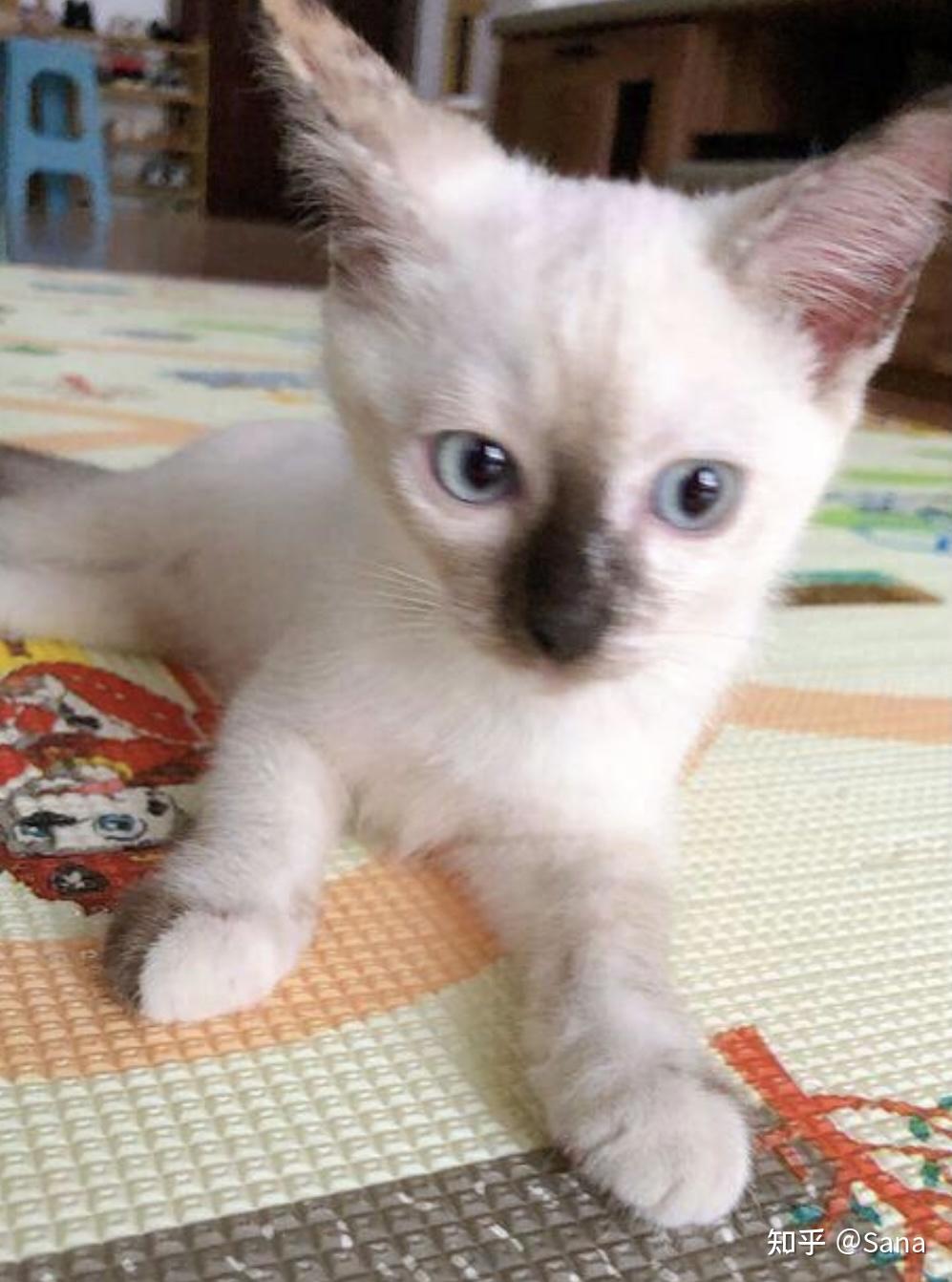 布偶猫500元可以买到吗