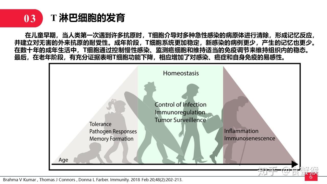 一分钟，带你了解“淋巴细胞” - 知乎