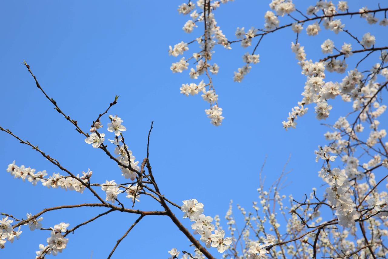 安居桃花在哪里