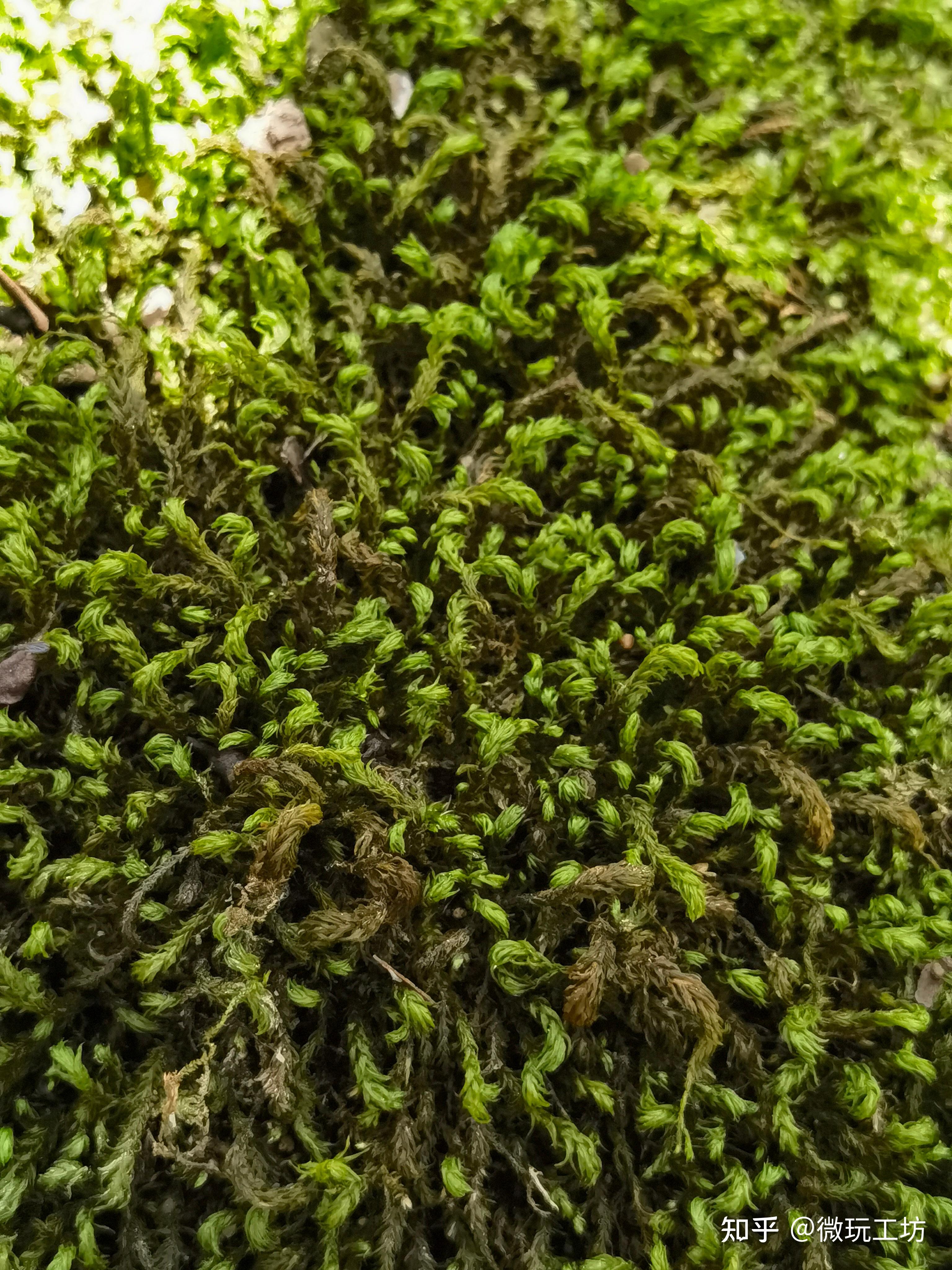 野生苔藓高清图片(3)