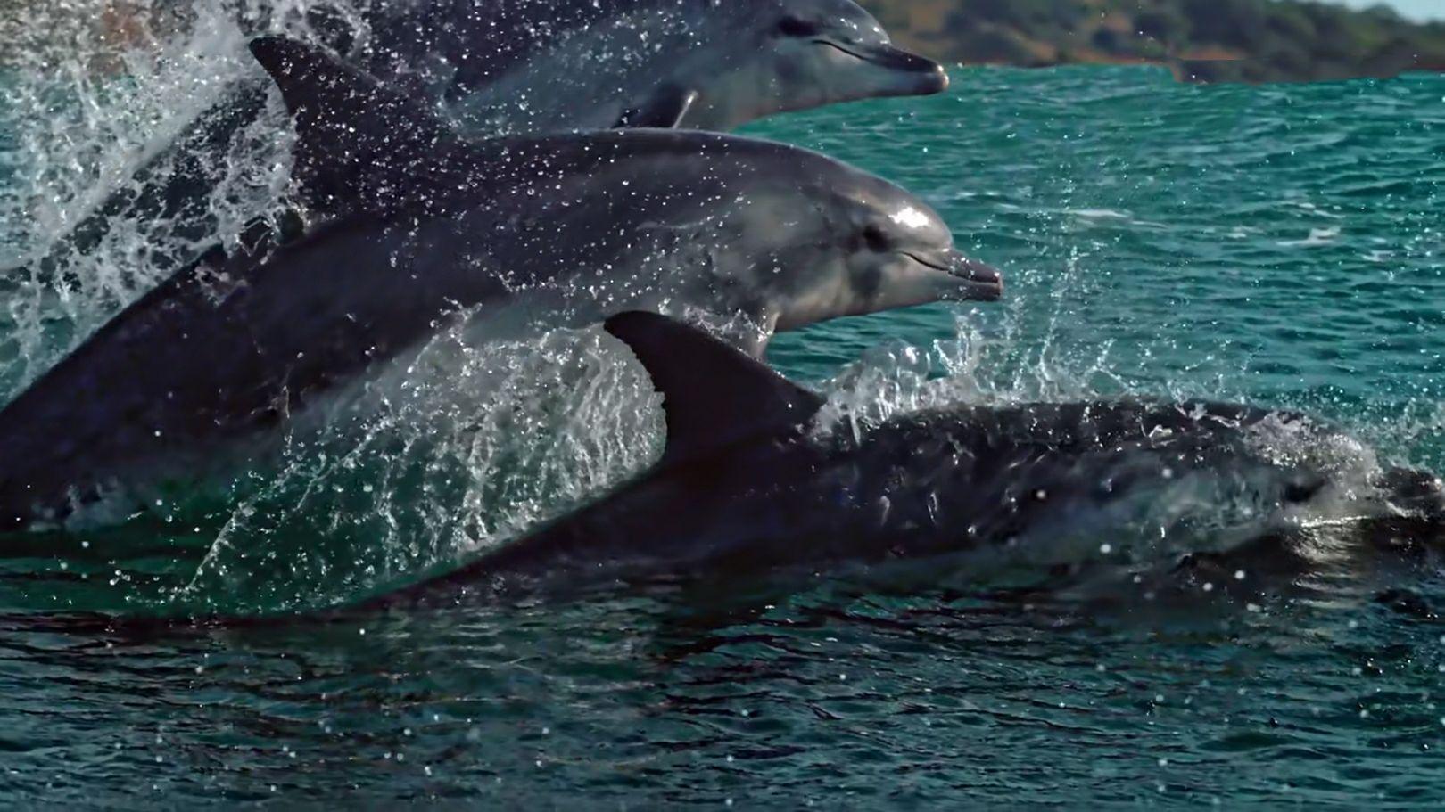 如何评价bbc纪录片蓝色星球2blueplanetii