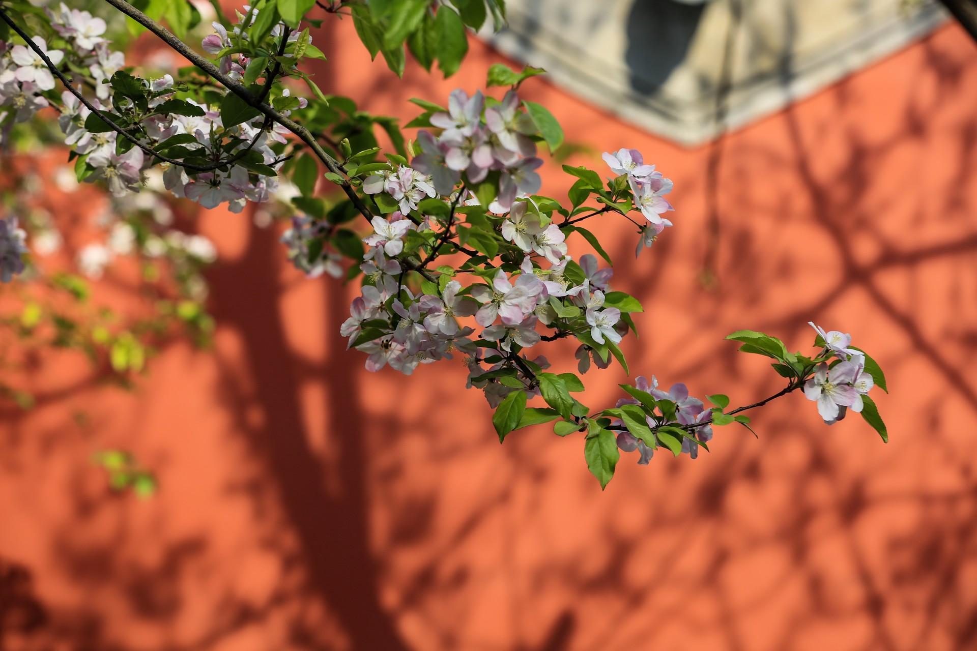 北京故宫的春天有多美