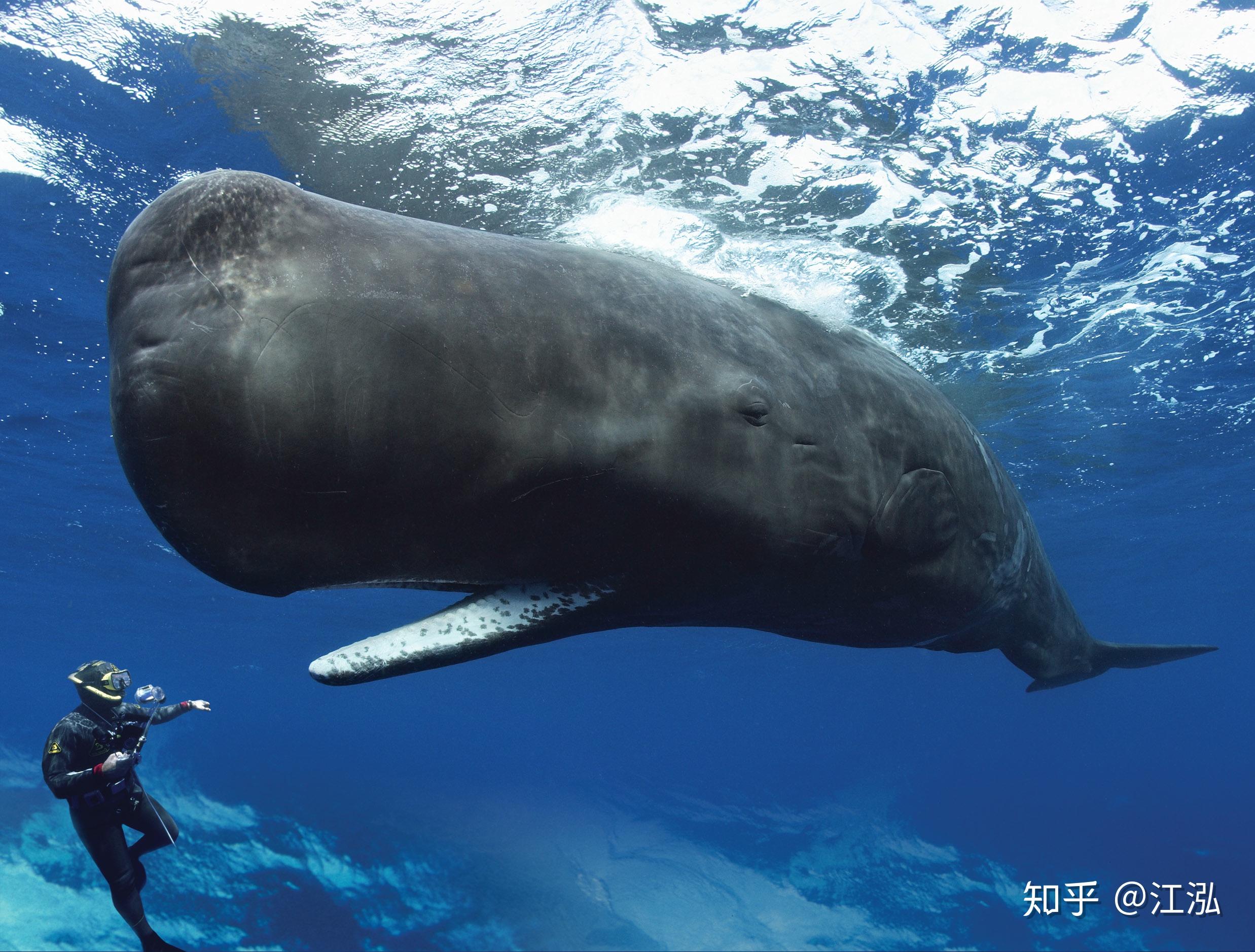 最大的乌贼鲸鱼图片