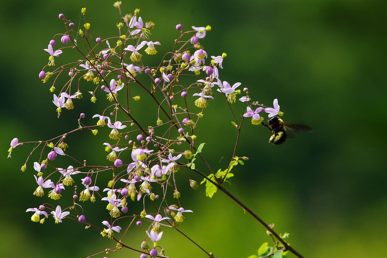 3. 饲养植物选择