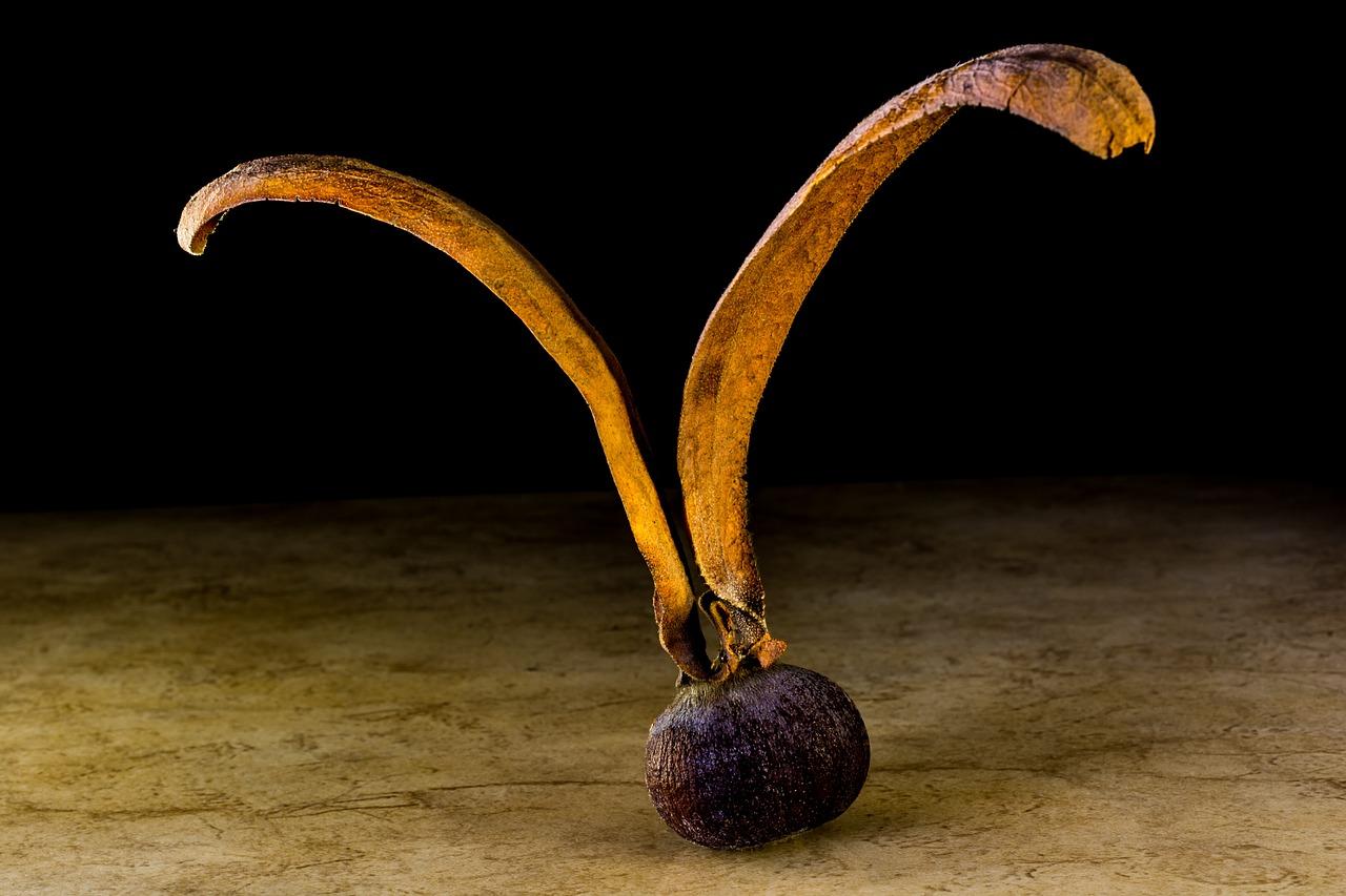 紫檀树苗多少钱一颗