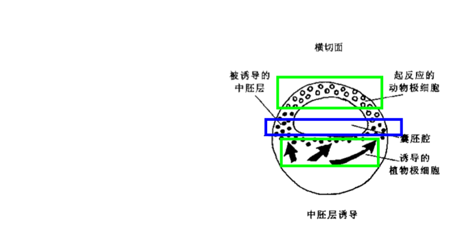 发育生物学期末复习 - 知乎