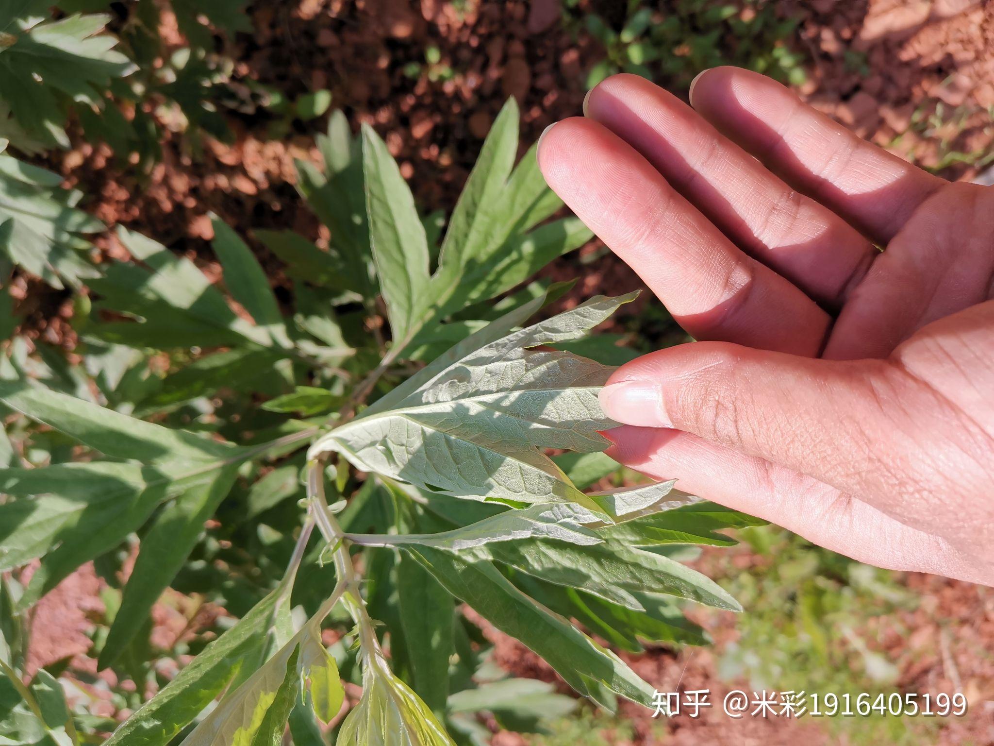 这是白蒿还是艾草? 