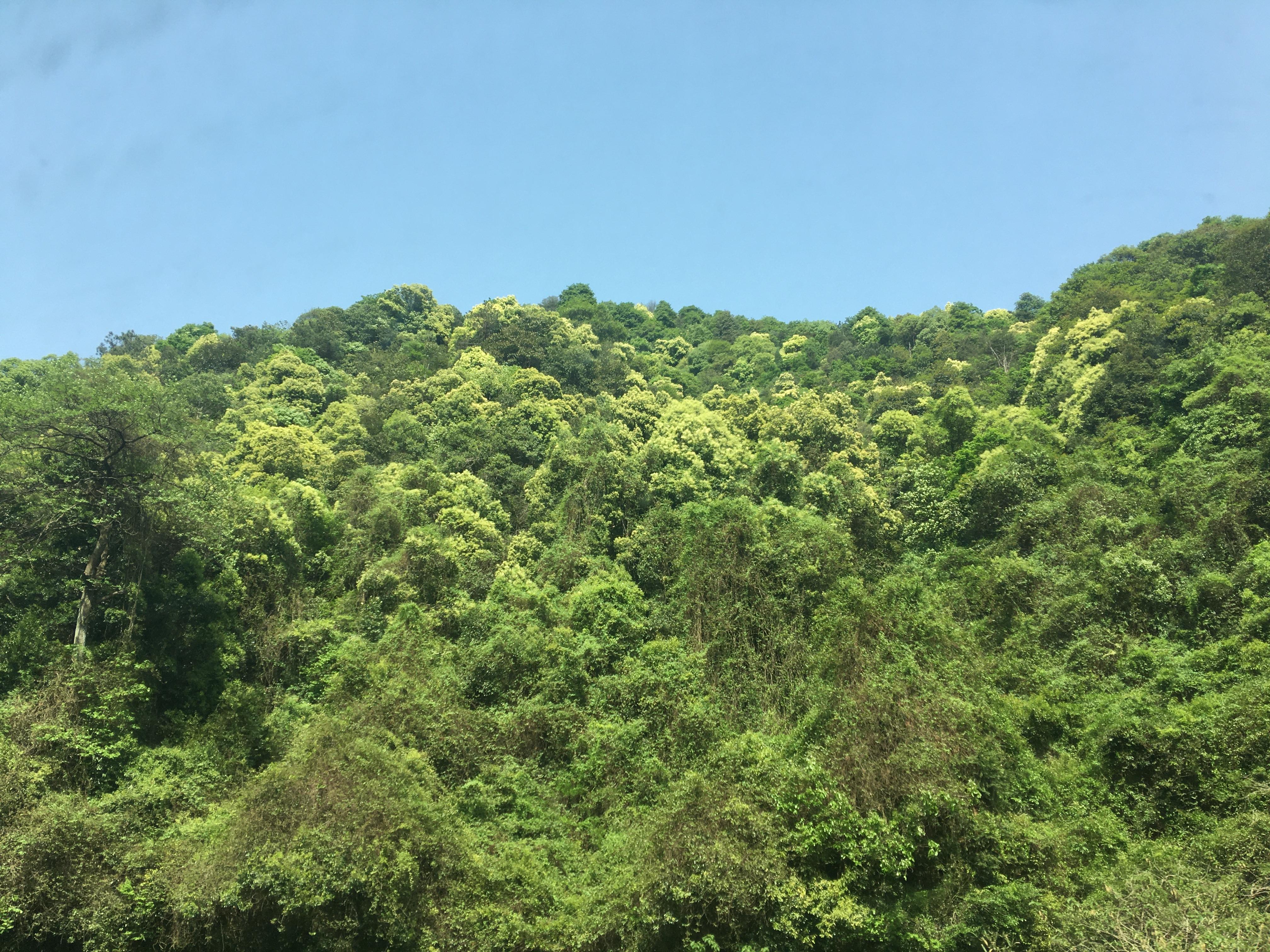 【浙江游记】杭州-梅家坞茶园——松轩竹径,药圃花蹊,茶园稻陌,竹坞梅溪 - 知乎