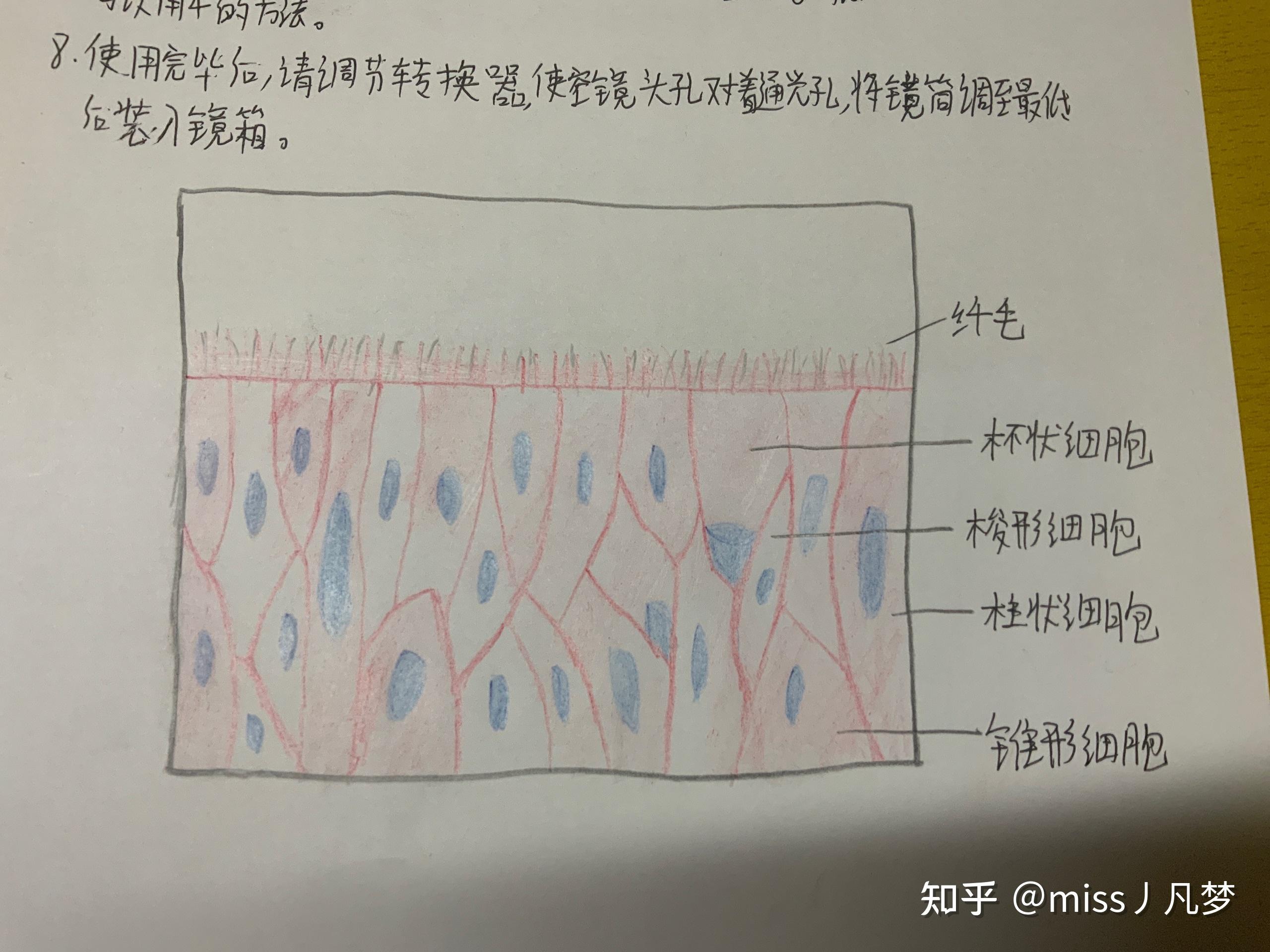 组胚红蓝铅笔实验图的单层扁平上皮和假复层纤毛柱状上皮怎么画呀?