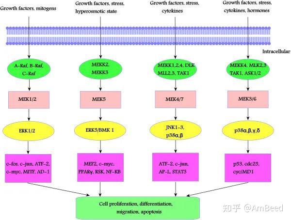 Mek Module Interface 【AmBeed解读】揭秘MEK:作用机制与抑制剂的探索 - 知乎