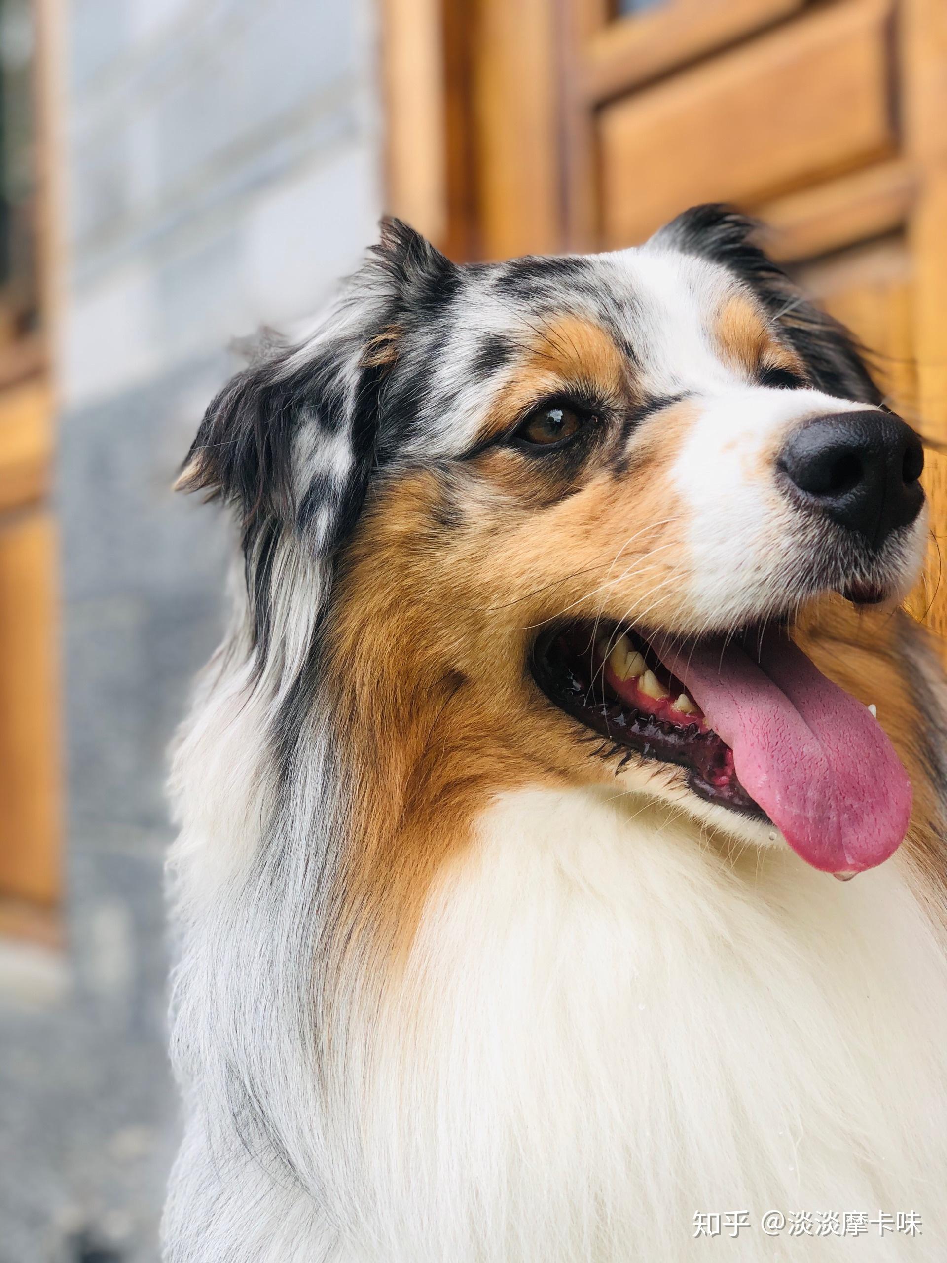 澳大利亚牧羊犬澳牧你有见过实体么