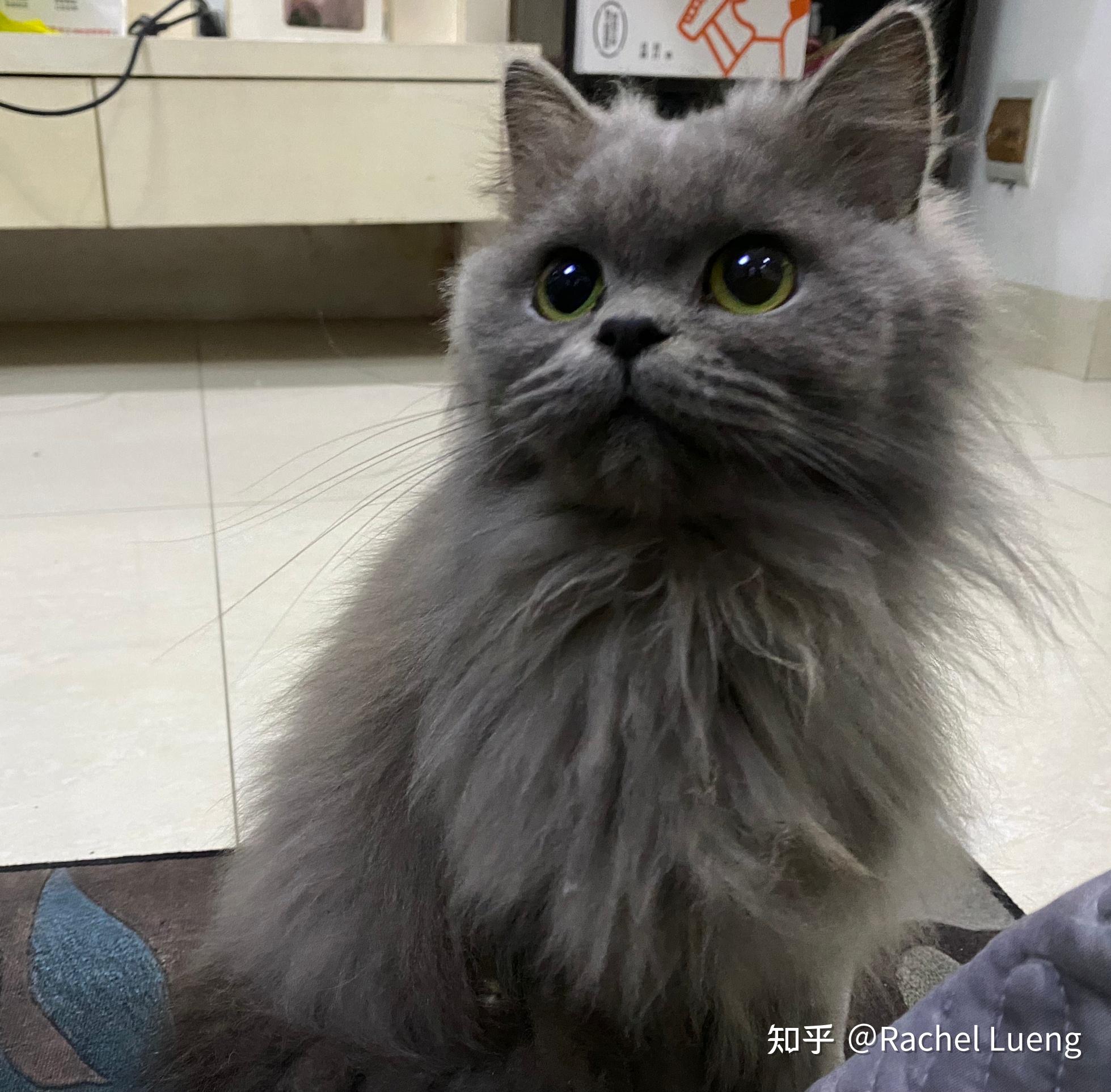 长毛的蓝猫. - 知乎
