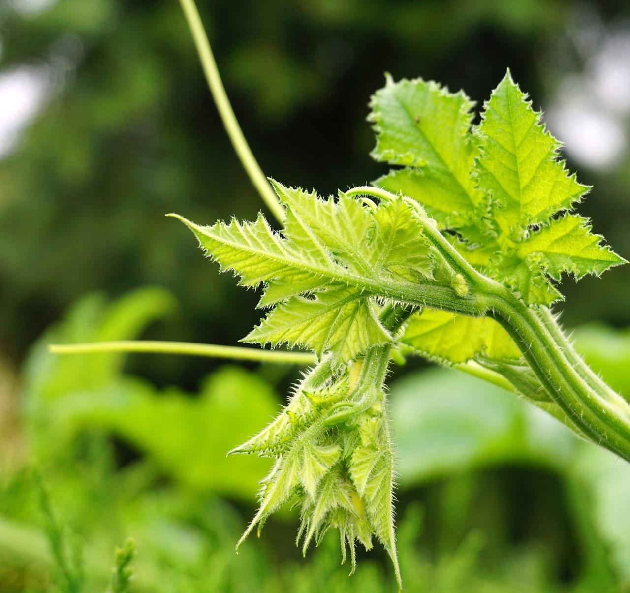 丝瓜叶子发黄怎么回事