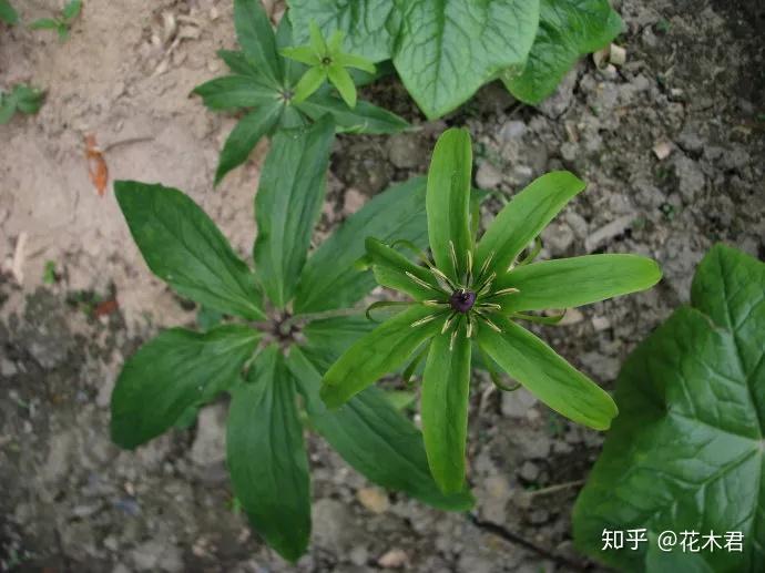 国家濒危珍稀保护植物:七叶一枝花 - 知乎