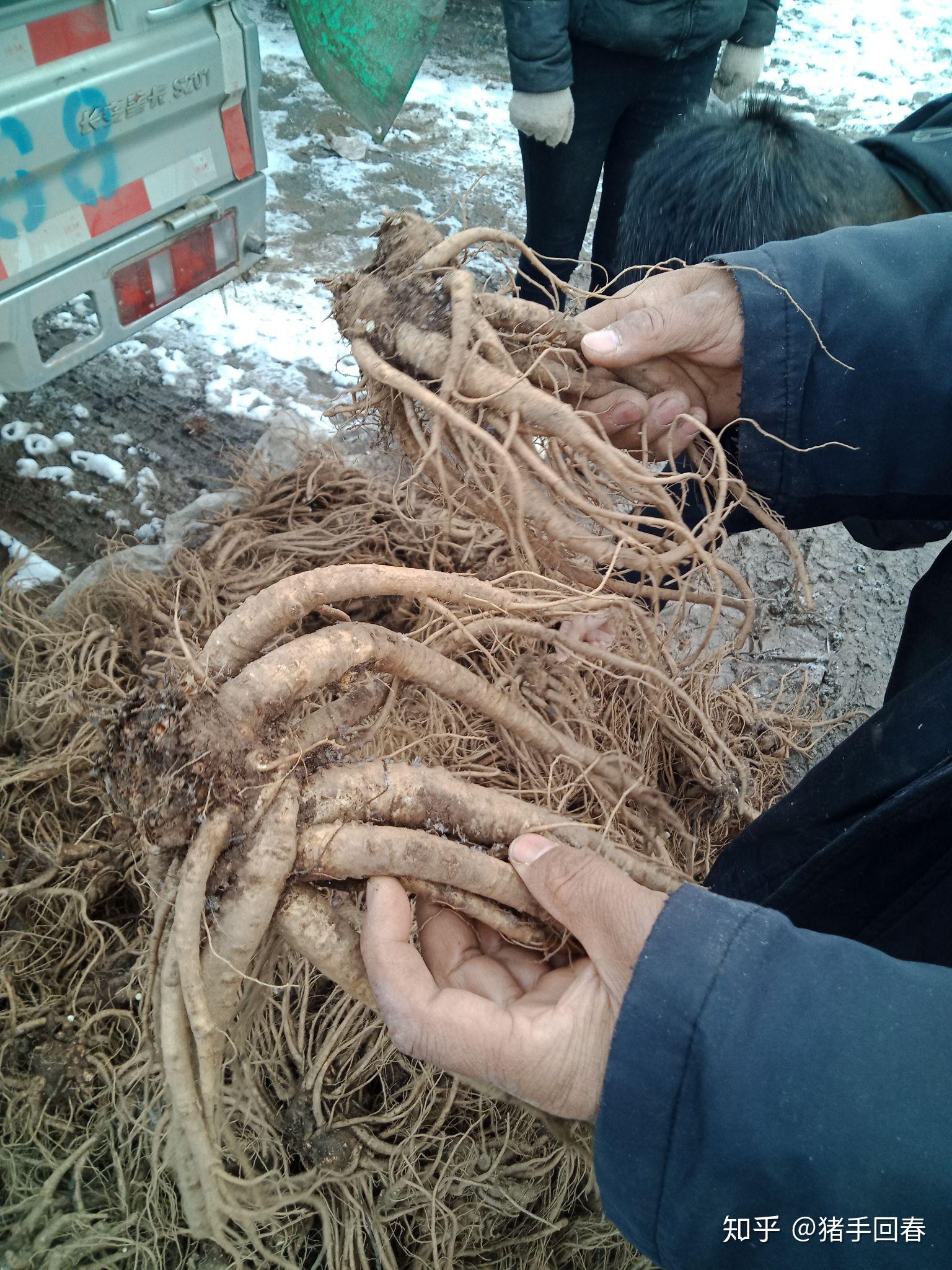 请问当归是什么样的